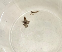 ruồi cống trong nhà vệ sinh