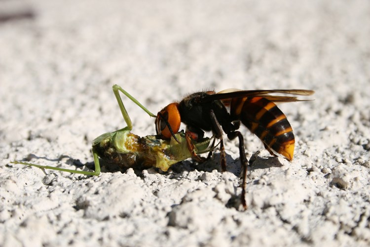 Ong Bắp Cày